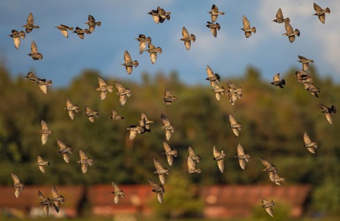 Common Starling (Sturnus vulgaris) flock flying, Brandenburg, Germany