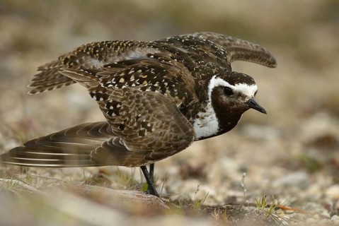 American Golden Plover (Pluvialis dominica), Manitoba, Canada