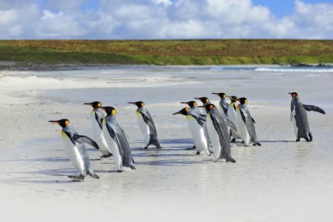 Group of king penguins coming back together from sea to beach with wave a blue sky, Volunteer