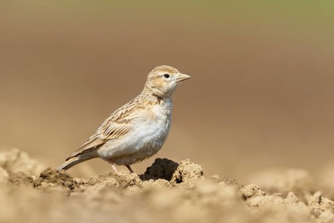 Greater Short-toed Lark (Calandrella brachydactyla), Podhum, Croatia