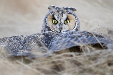 Long-eared Owl (Asio flammeus), British Columbia, Canada