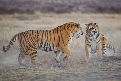 Bengal Tiger (Panthera tigris) two females fighting, captive, Philippolis, South Africa