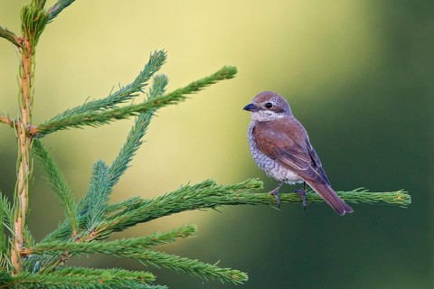 Red-backed Shrike (Lanius collurio) female perched on a branch, Hesse, Germany