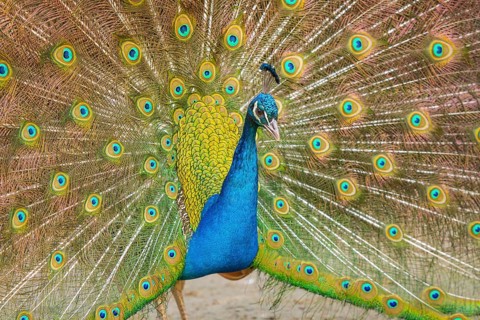Indian Peafowl (Pavo cristatus), male at courtship display, Castilla Leon, Spain