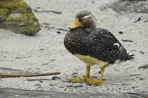 Flying Steamer Duck (Tachyeres patachonicus), Falkland Islands