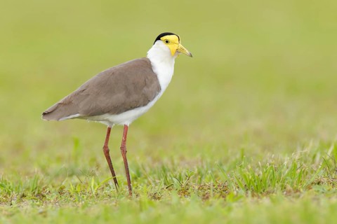 Masked Lapwing (Vanellus miles) juvenile, Queensland, Australia