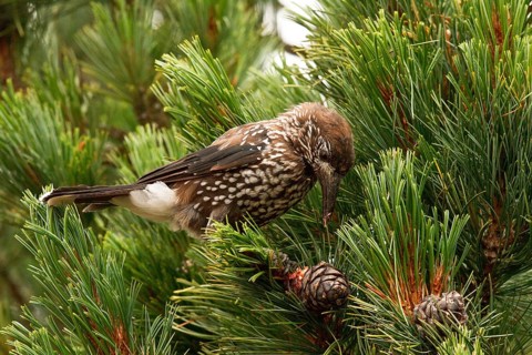 Spotted Nutcracker (Nucifraga caryocatactes) perched in a Swiss pine (Pinus cembra) tree, Bavaria,