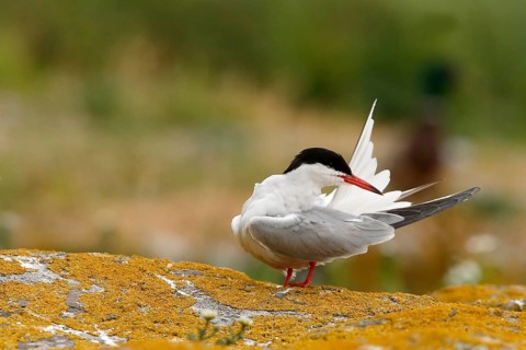 Common Tern (Sterna hirundo) preening, Farne Islands, United Kingdom