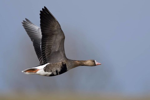 Greater White-fronted Goose (Anser albifrons) flying, North Rhine-Westphalia, Germany