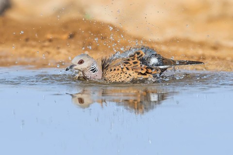 European Turtle Dove (Streptopelia turtur) bathing, Negev, Israel