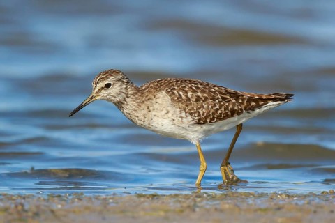 Wood Sandpiper (Tringa glareola) foraging, Lesvos, Greece