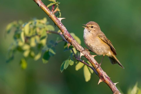 Common Chiffchaff (Phylloscopus collybita) singing from a thorny branch, Poland
