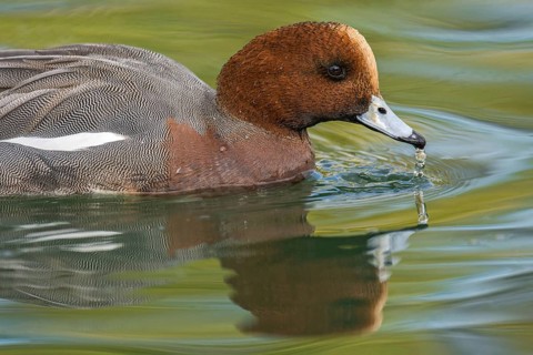 Eurasian Wigeon (Mareca penelope) male, Arizona, USA