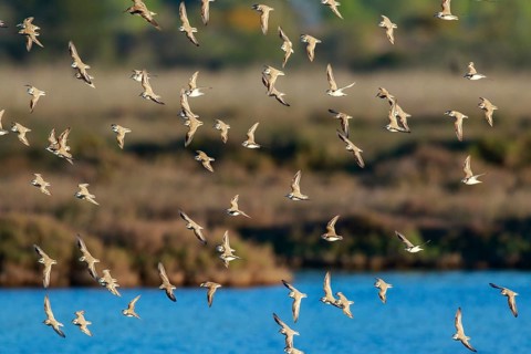 Kentish Plover (Charadrius alexandrinus) group flying, Mallorca, Spain