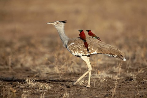 Arabian Bustard (Ardeotis arabs) with Northern Carmine Bee-eater (Merops nubicus) on its back,