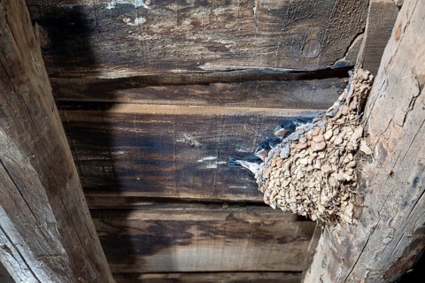 Barn Swallow (Hirundo rustica) in nest in a barn, Extremadura, Spain