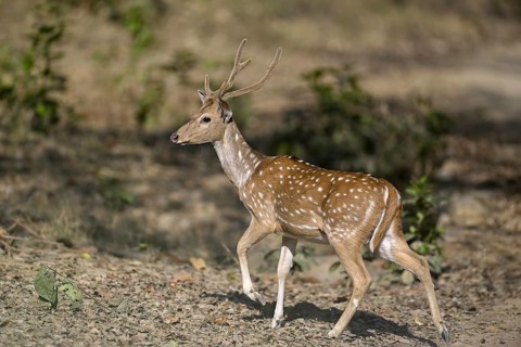 Axis deer or chital (Axis axis), male animal, Corbett National Park, near Ramnagar, Uttarakhand