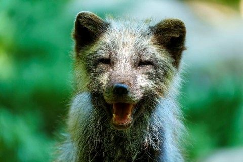 Close-up of a smiling fox in a forest, showing a happy and friendly demeanour, Arctic fox, (Alopex