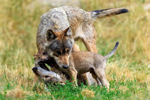 Young wolf playfully engages with an adult wolf in the meadow, Timberwolf, wolf, American wolf,