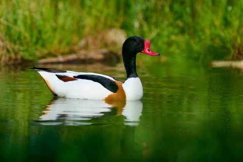 Swimming duck with red bill in natural environment, shelduck (Tadorna tadorna), spring, France