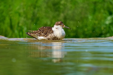 Bird swimming in the water, surrounded by green nature, Ruff (Calidris pugnax), spring, France