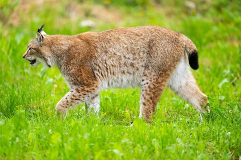 Eurasian lynx (Lynx lynx) walking in the grass, Bavaria, Germany