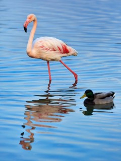 Pink flamingo (Phoenicopterus roseus), striding in the pond, Pont de Gau Bird Park,