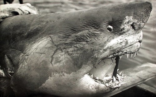 Great white shark (Carcharodon carcharias), portrait with open mouth, teeth, ca. 1930, South Africa