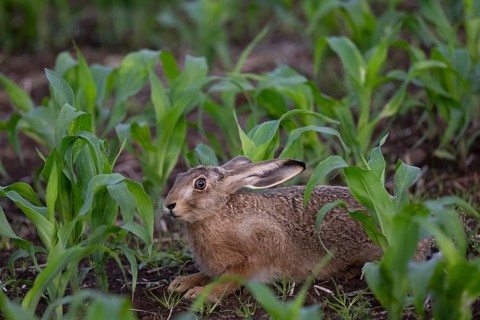Brown hare in a maize field, Wittlich, Rhineland-Palatinate, Germany