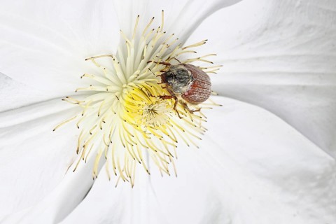 Cockchafer, field cockchafer (Melolontha melolontha), female on a clematis flower, Wilnsdorf, North