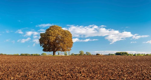 Ploughed field with solitary horse chestnut under a blue sky with white clouds in autumn, Bad