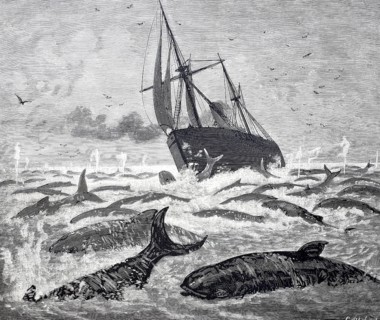 The steamship Newport encounters a large group of whales on the Delaware promontory, 1888, America,