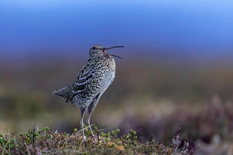 Great snipe (Gallinago media) male calling during courtship display at lek at dusk on tundra