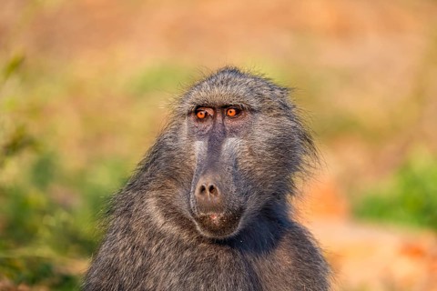 Bear baboon (Papio ursinus), adult, sitting in dry grass, animal portrait, Kruger National Park,