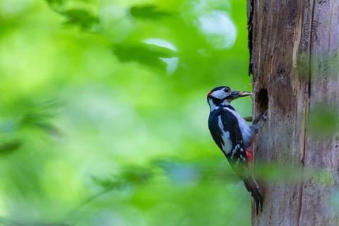 Pileated Woodpecker (Dendrocopos major) at the breeding cavity, Piciformes, Göggingen,