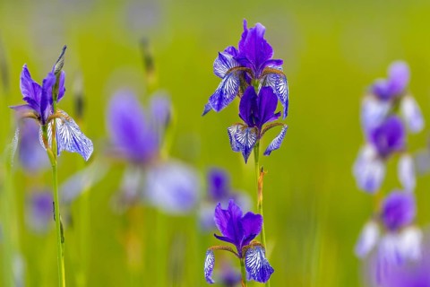 Siberian iris (Iris sibirica), Iris family (Iridaceae), Eriskircher Ried, Baden-Württemberg,