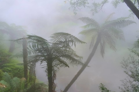 Hazy forest with fern trees and dense green foliage in the mist, Te Manaroa Spring, Hot Spring,