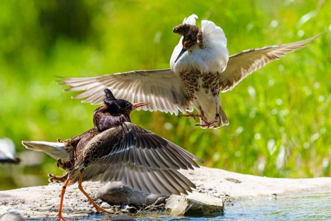 Ruff in an intense diving fight, wings spread over water surfaces, Ruff (Calidris pugnax, Syn.: