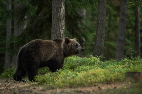 European brown bear (Ursus arctos) walks through a forest in search of food, seems to absorb
