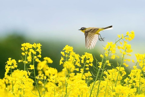 A yellow wagtail (Motacilla flava) flies over a flowering rape field under a clear sky, Hesse,