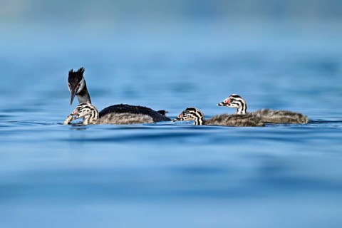 Great Crested Grebe (Podiceps Scalloped ribbonfish), feeding a chick with fish, swimming in the