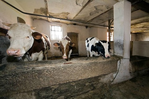 Cows in the historic barn