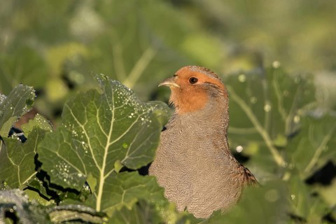 Grey Partridge (Perdix perdix), Thuringia, Germany