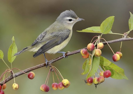 Warbling Vireo (Vireo gilvus), British Columbia, Canada