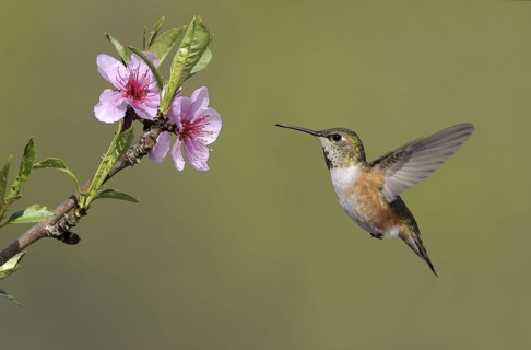 Rufous Hummingbird (Selasphorus rufus) female, British Columbia, Canada