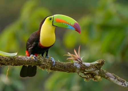 Keel-billed Toucan (Ramphastos sulfuratus) - at Laguna Lagarto Lodge near Boca Tapada, Costa Rica
