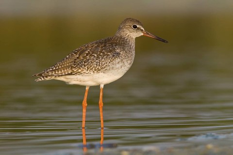 Common redshank (Tringa totanus), walking on marsh, Galicia, Spain
