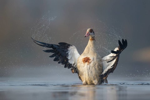 Egyptian Goose (Alopochen aegyptiaca) bathing, North Rhine-Westphalia, Germany