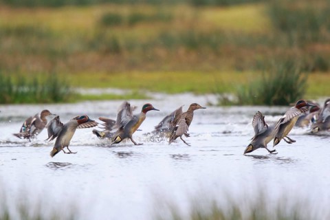 Eurasian Teal (Anas crecca) group landing, North Rhine-Westphalia, Germany