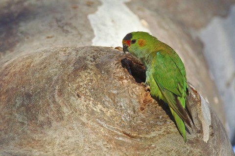 Purple-crowned Lorikeet (Parvipsitta porphyrocephala), Victoria, Australia